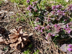 Lamium purpureum