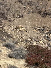 Marmota flaviventris