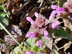 Lamium purpureum