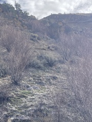 Marmota flaviventris