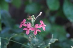 Ruspolia seticalyx