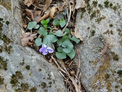 Viola hirsutula