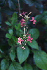 Ruspolia seticalyx