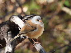 Junco bairdi