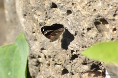 Diaethria asteria