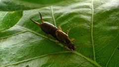 Forficula auricularia