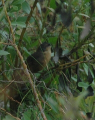 Cryptillas victorini