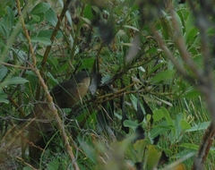 Cryptillas victorini