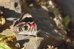 Diaethria asteria