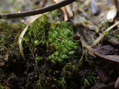 Sphaerocarpos texanus