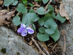 Viola hirsutula