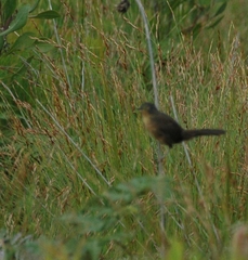 Cryptillas victorini