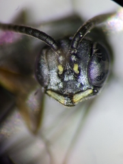 Passaloecus cuspidatus