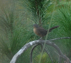Cryptillas victorini
