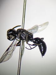 Passaloecus cuspidatus