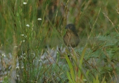 Cryptillas victorini