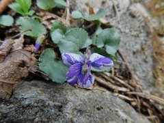 Viola hirsutula