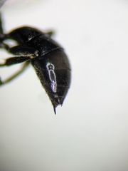 Passaloecus cuspidatus