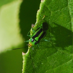Poecilocapsus nigriger