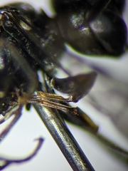 Passaloecus cuspidatus