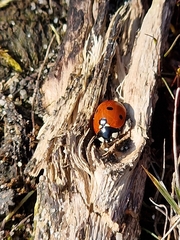 Coccinella septempunctata