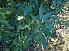 Osmanthus decorus