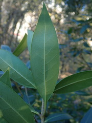 Osmanthus decorus