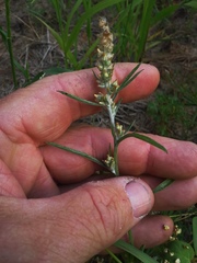 Gamochaeta antillana