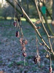 Berberis turcomanica