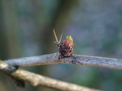 Berberis turcomanica
