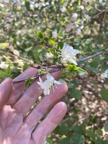 Lonicera fragrantissima