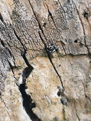Corythalia argentinensis