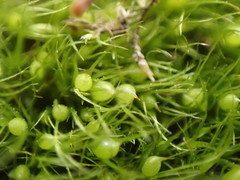 Pleuridium acuminatum