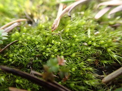 Pleuridium acuminatum