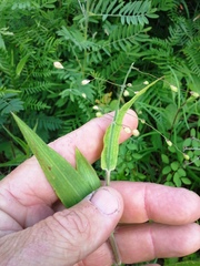 Dichanthelium ravenelii