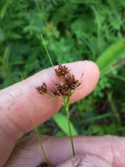 Rhynchospora globularis