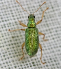 Polydrusus pterygomalis