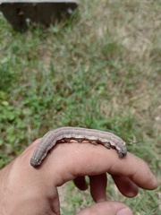 Isognathus allamandae