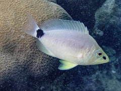 Hypoplectrus unicolor