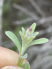 Gamochaeta stagnalis