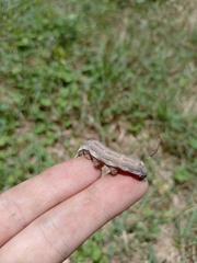 Isognathus allamandae