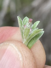 Gamochaeta stagnalis