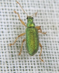 Polydrusus pterygomalis