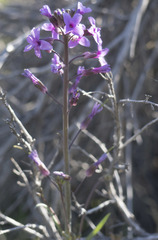 Boechera sparsiflora