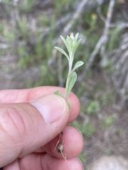 Gamochaeta stagnalis