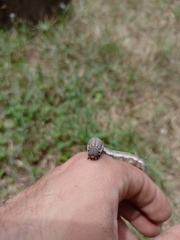 Isognathus allamandae