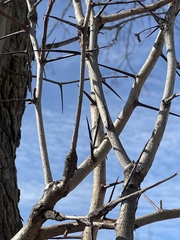 Gleditsia triacanthos