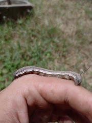 Isognathus allamandae