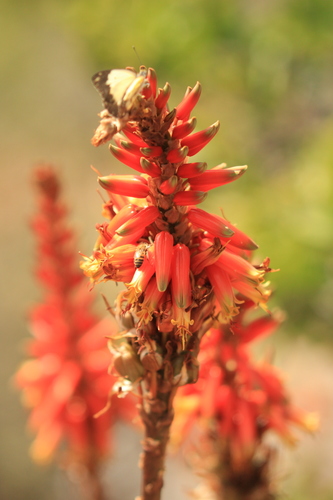 Aloe lutescens image