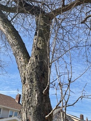 Gleditsia triacanthos